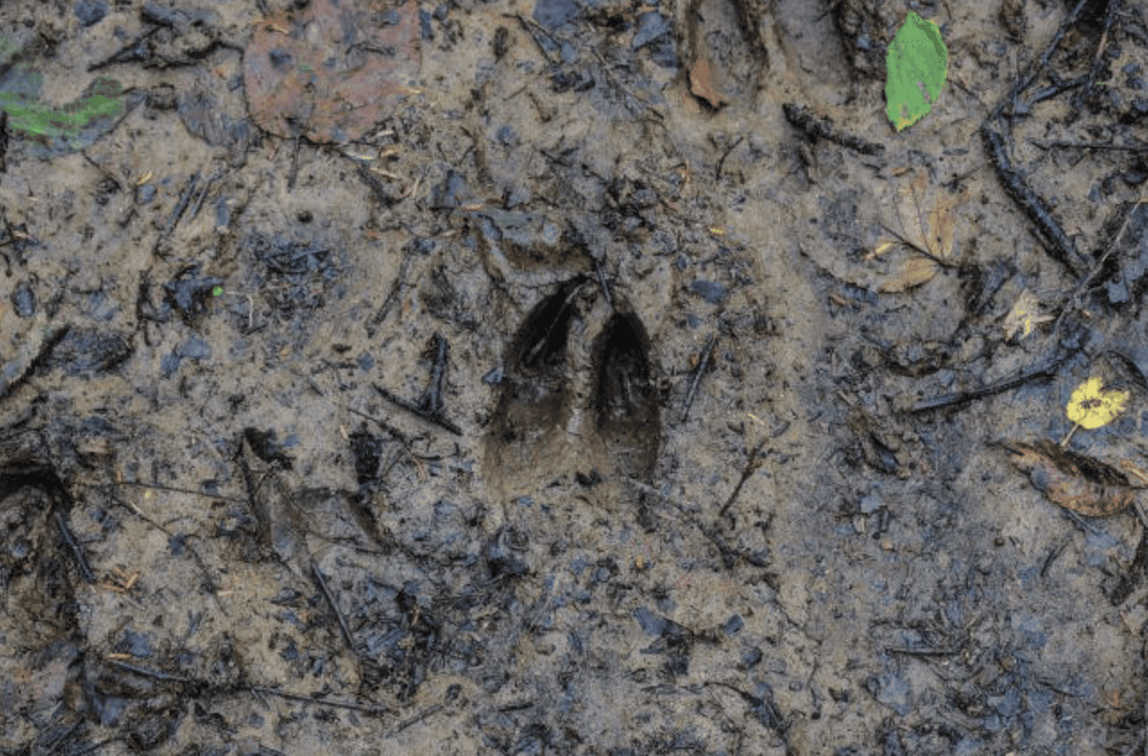 Spur Schwarzwild